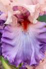 USA, Oregon. Garden in full bloom with close-up of bearded iris Art Print